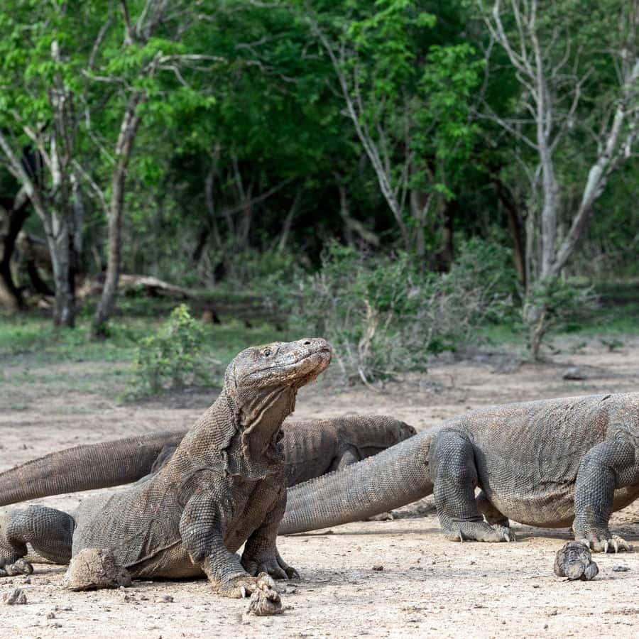 One-Day Komodo Tour By Speedboat - What’s Included, What You Get to Skip, and What to Bring