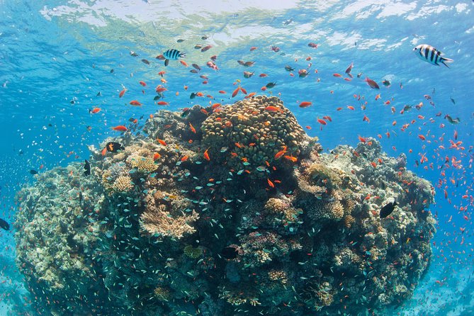 Orange Bay Island By Private Speedboat & snorkeling & Water Sport - Hurghada - Price and value: is $60 per person worth it?