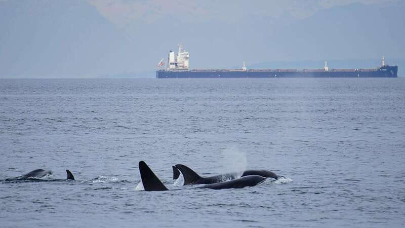 Orcas Island: Whale and Orca Guided Speedboat Tour - Orcas Island Speedboat Whale Watching: What Makes This Tour Feel Worth It