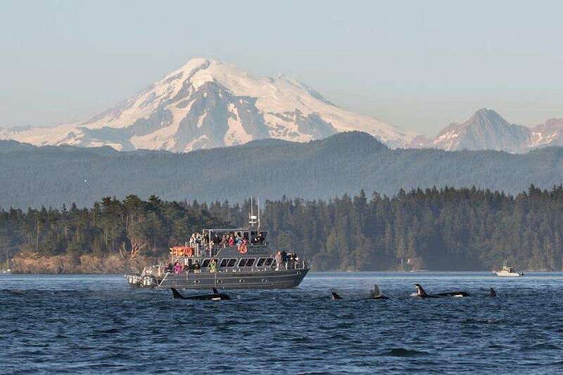 Orcas Island: Whale and Orca Guided Speedboat Tour - Ferry Reality Check: Getting to Orcas Without Cutting It Too Close