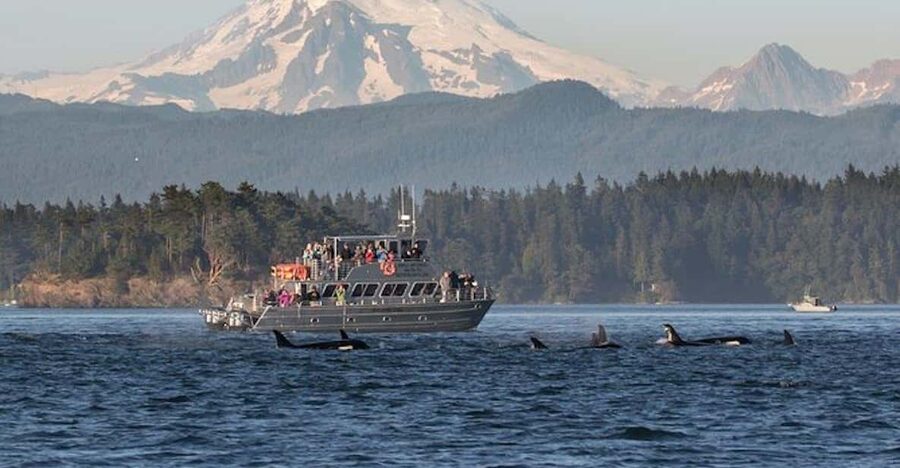 Orcas Island: Whale and Orca Guided Speedboat Tour - What You’re Actually Looking For: Orcas, Humpbacks, Minke, and Gray Whales