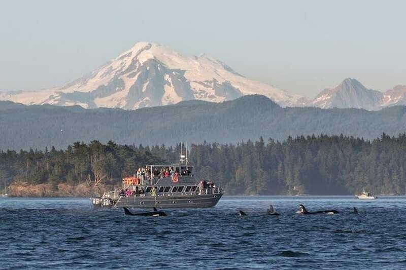 Orcas Island: Whale and Orca Guided Speedboat Tour - The Naturalist Guide Factor: Learning On the Move (Hannah, Trevor, Sam)