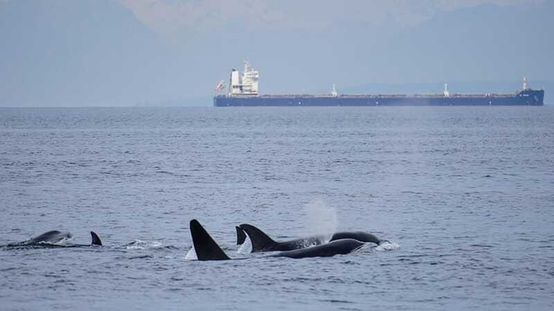 Orcas Island: Whale and Orca Guided Speedboat Tour - Beyond Whales: Sea Lions, Seals, Otters, Eagles, and Sea Birds