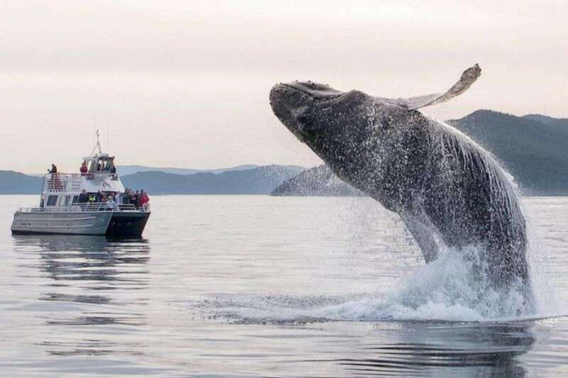 Orcas Island: Whale and Orca Guided Speedboat Tour - Should You Book This Orcas Island Whale and Orca Speedboat Tour?