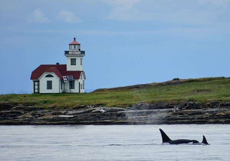 Orcas Island: Whale and Orca Guided Speedboat Tour - Orcas Island ferry reality check (and how it affects your day)