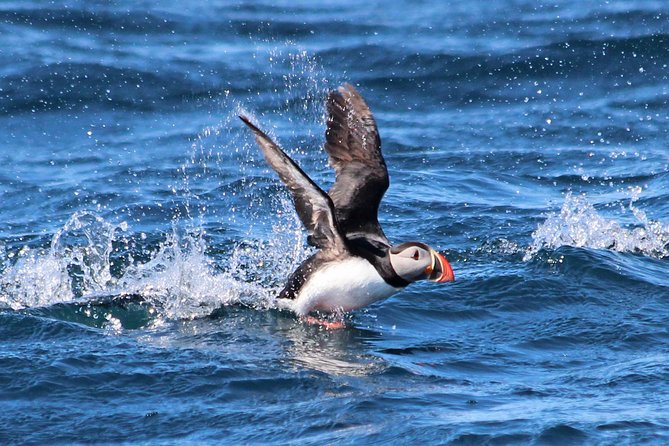 Original Big Whale Safari & Puffins Speedboat Tour from Húsavík - Why Húsavík plus a RIB makes sense for whale watching