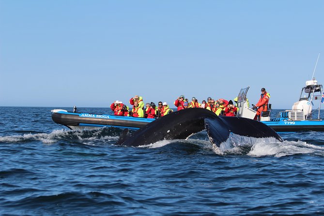 Original Big Whale Safari & Puffins Speedboat Tour from Húsavík - Puffin Island: the best-time plan, plus the camera reality