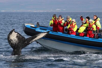 Original Big Whale Safari & Puffins Speedboat Tour from Húsavík - The 2-hour rhythm: what the day feels like from ticket center to return