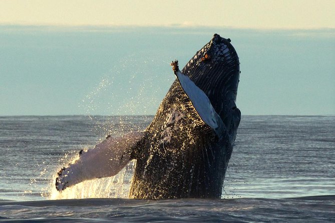 Original Big Whale Safari & Puffins Speedboat Tour from Húsavík - Riding a RIB in cold Iceland: gear, comfort, and simple survival tips