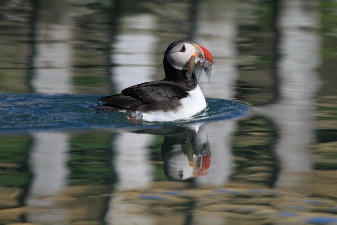 Original Big Whale Safari & Puffins Speedboat Tour from Húsavík - What’s included (and what isn’t) so you can budget without surprises