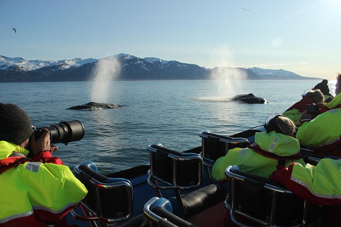 Original Big Whale Safari & Puffins Speedboat Tour from Húsavík - Who this RIB tour fits best (and who should think twice)