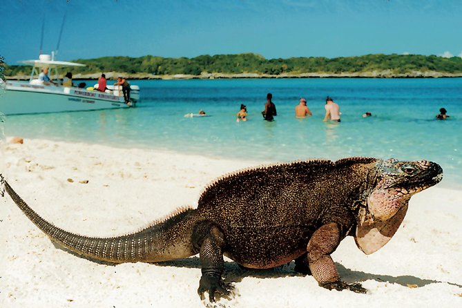 Original Exuma Powerboat Adventures - SCC Swimming Pigs: Cute, Fast, and Definitely Memorable