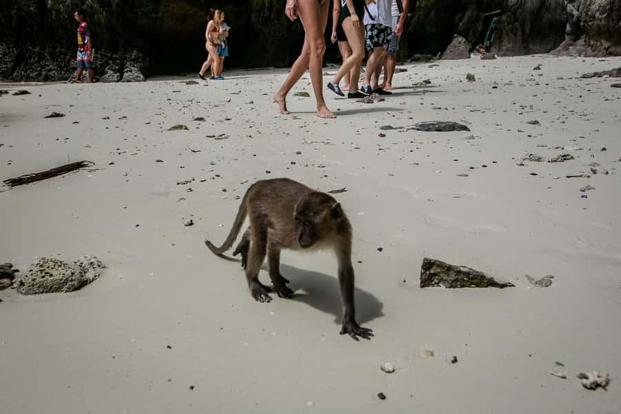 Phi Phi: 7 Islands Speed Boat Tour with Sunset and Plankton - First stop: Monkey Beach from McDonald’s on Phi Phi