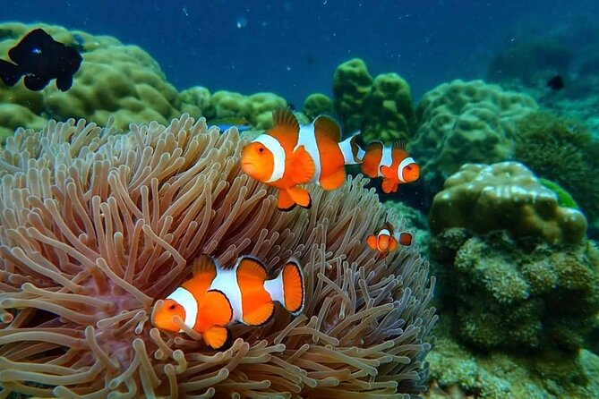 Phi Phi & Bamboo Islands Snorkeling Tour w/ Fins by Speedboat - Maya Bay: famous cove time for swimming and photos
