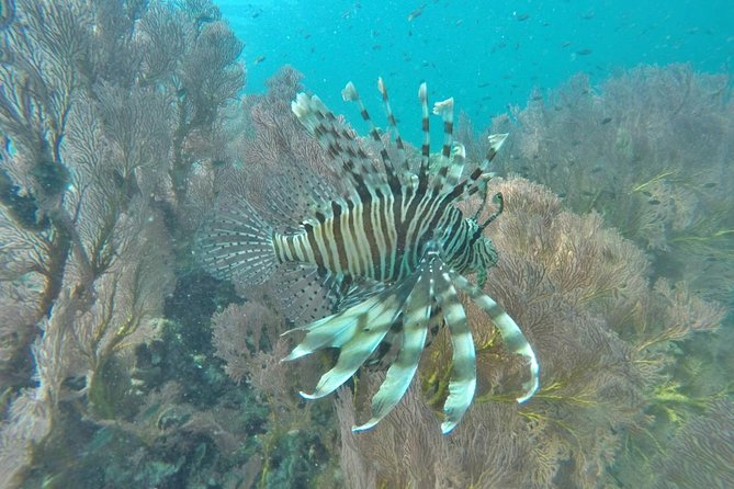 Phi Phi Early Bird & 4 Islands - Day Tour by Speedboat From Krabi - Who should book this, and who should skip it