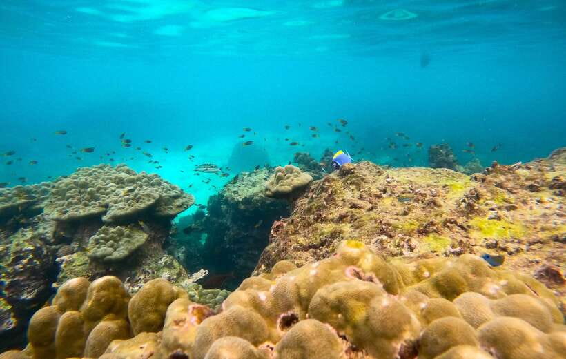 Phi Phi: Half-Day Speedboat Tour with Maya Bay & Snorkel - What’s included (and what you should bring)