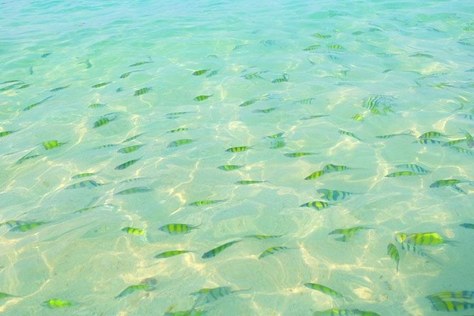 Phi Phi Islands One Day Tour by Speedboat From Phuket - Ko Phi Phi Le: where snorkeling time earns its spot