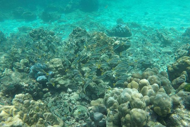 Phi Phi Islands One Day Tour by Speedboat From Phuket - Viking Cave: history from a boat view