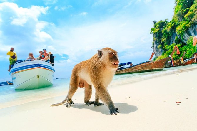 Phi Phi , Khai & Maya : Unforgettable Island Hopping by Speedboat - Ko Phi Phi Don: two-part day, smart lunch timing, and optional snorkeling split