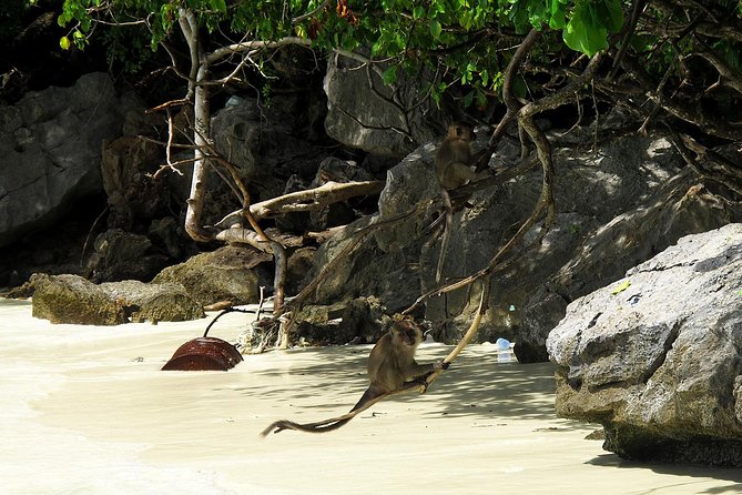 Phi Phi & Maya Bay Speedboat: All-Day Food & Choice of 3 Marinas - Monkey Beach and the Phi Phi Don lunch break