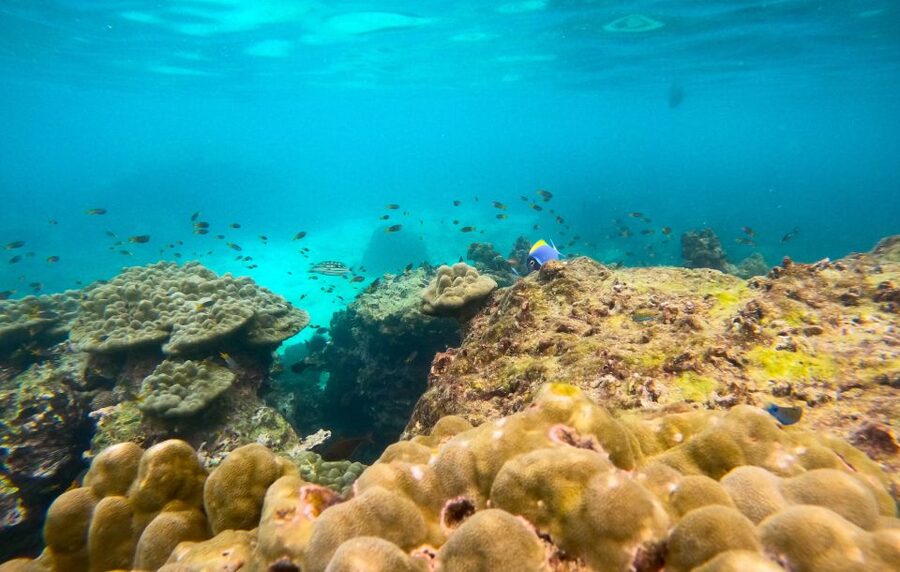 Phi Phi: Morning Speedboat Tour to Maya Bay with Snorkel - Key things that make this Phi Phi tour worth your morning