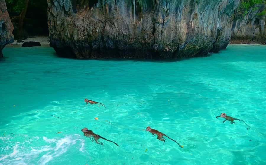 Phi Phi: Sunrise & Beat The Crowds to Maya Bay by Speedboat - Monkey Bay: crab-eating macaques in their habitat