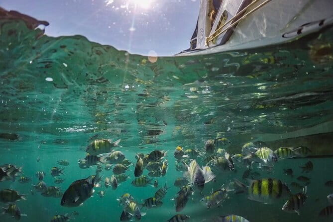 Phi Phi with Maya and Bamboo Island Day Trip by Speedboat - Maya Bay and The Beach legacy: why access can vary