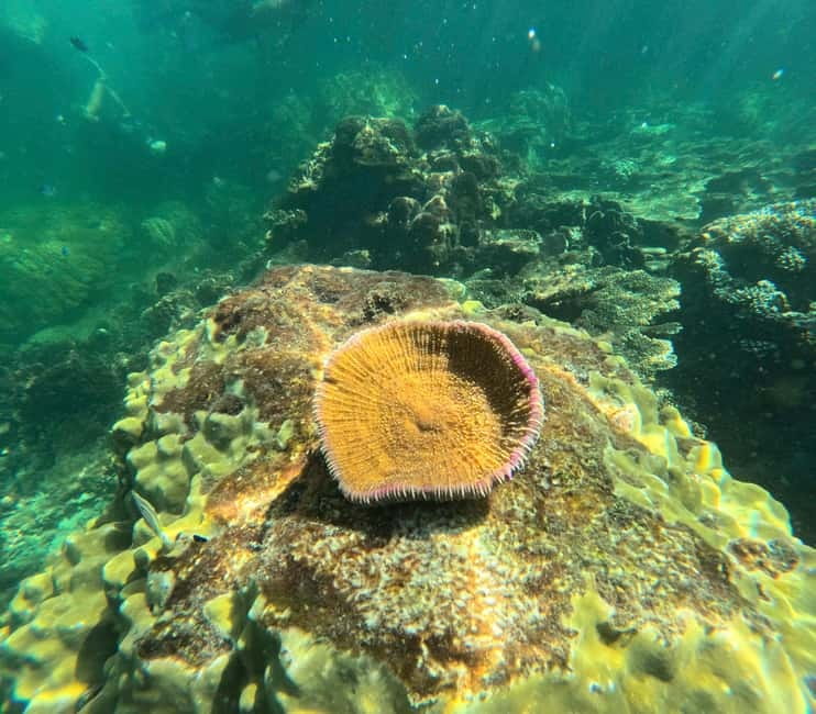 Phu Quoc: Snorkeling and Island Hopping by Speedboat & Lunch - Mong Tay and May Rut Trong: lunch plus a real reset