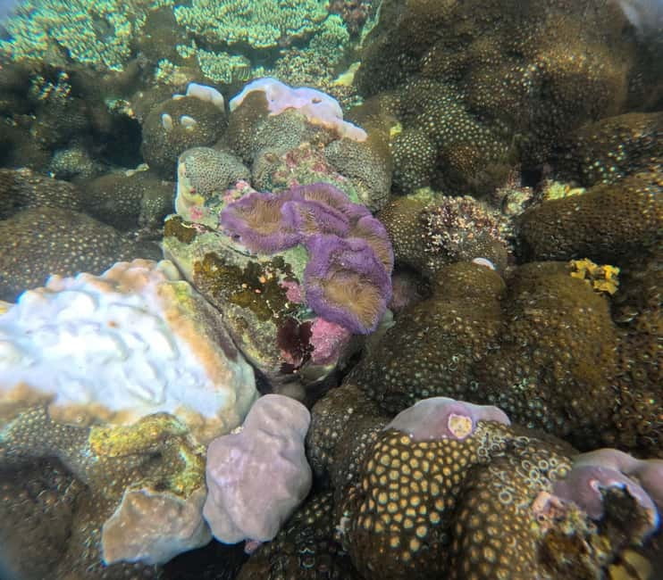 Phu Quoc: Snorkeling and Island Hopping by Speedboat & Lunch - Gam Ghi Island: snorkeling time and playing with fish