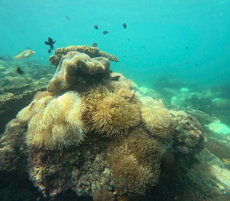 Phu Quoc: Snorkeling and Island Hopping by Speedboat & Lunch - Lunch value: included meal, but watch your expectations