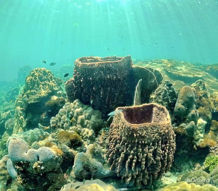 Phu Quoc Speedboat Pro Snorkeling: 4 Islands-2 Reefs & Meal - What to bring and how to avoid common snorkeling problems