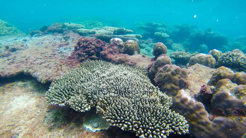 Phu Quoc Speedboat Trip: 3 Islands By Speedboat - Xuong Island Snorkel: Coral Reef Time Without the Long Hunt