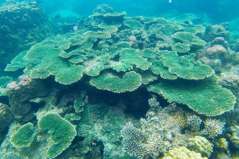 Phu Quoc Speedboat Trip: 3 Islands By Speedboat - Gham Ghi Island: Another Reef Shot Plus Beach Comfort