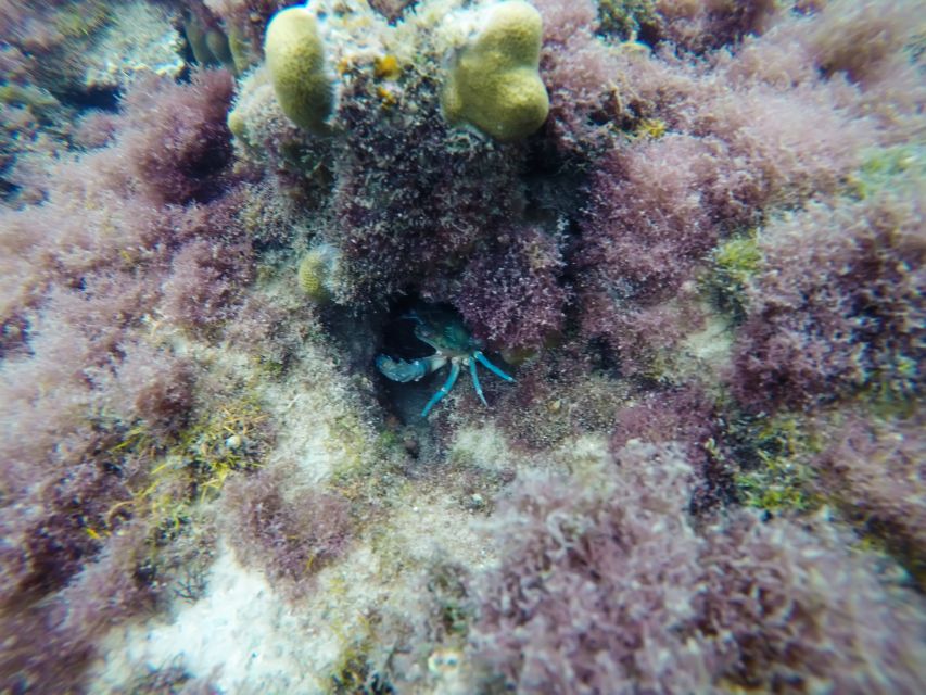 Phu Quoc Speedboat Trip: 3 Islands By Speedboat - Hon Thom Seawalker: Optional, Extra Cost, If You Want More Than Snorkel