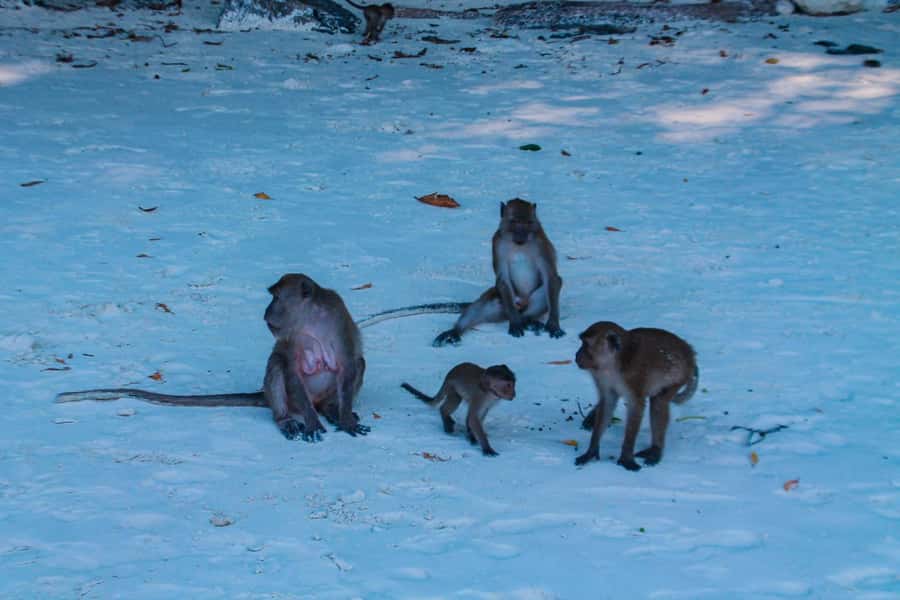 Phuket: Deluxe Phi Phi Tour by Speedboat & Lunch Buffet - Monkey Beach and Yong Kasem: quick coral time with a short guided walk