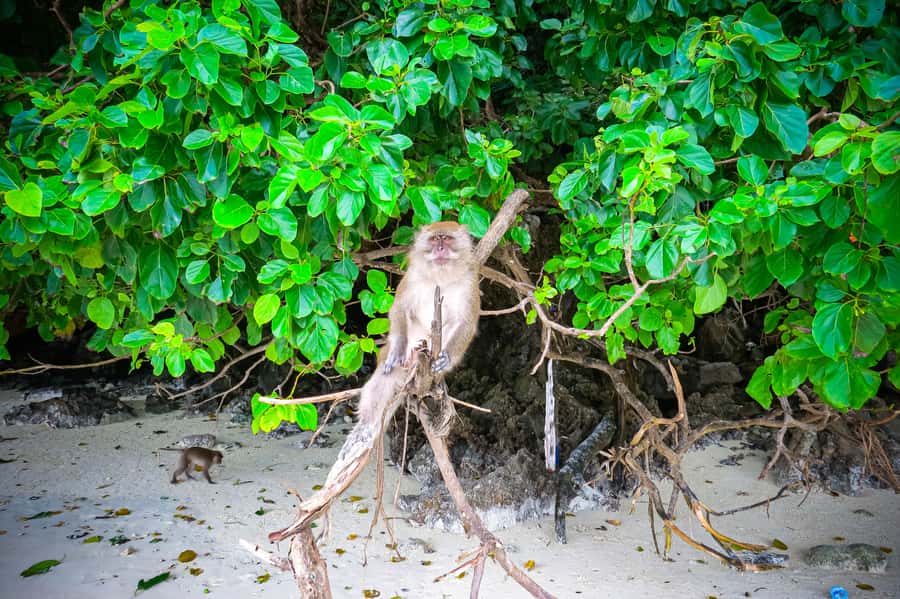 Phuket: Deluxe Phi Phi Tour by Speedboat & Lunch Buffet - Viking Cave: caves for the views, not a spelunking mission