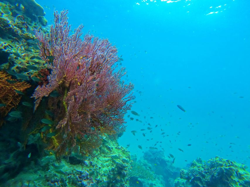 Phuket: Deluxe Phi Phi Tour by Speedboat & Lunch Buffet - Maya Bay walk and the restoration reality