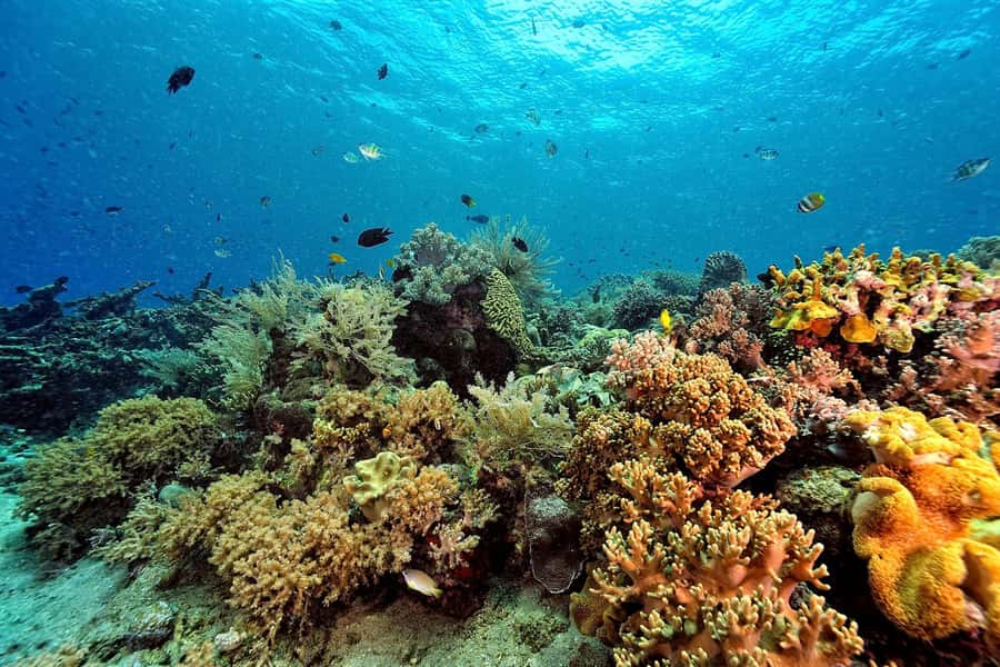 Phuket/Khao Lak: Similan Islands Speedboat Tour with Lunch - Who this tour is best for