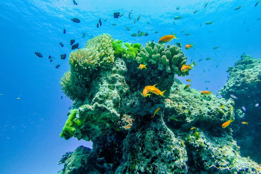 Phuket/Khao Lak: Speedboat Snorkel Tour to Similan Islands - Price, Crowds, and Value: Getting the Best Day for $125