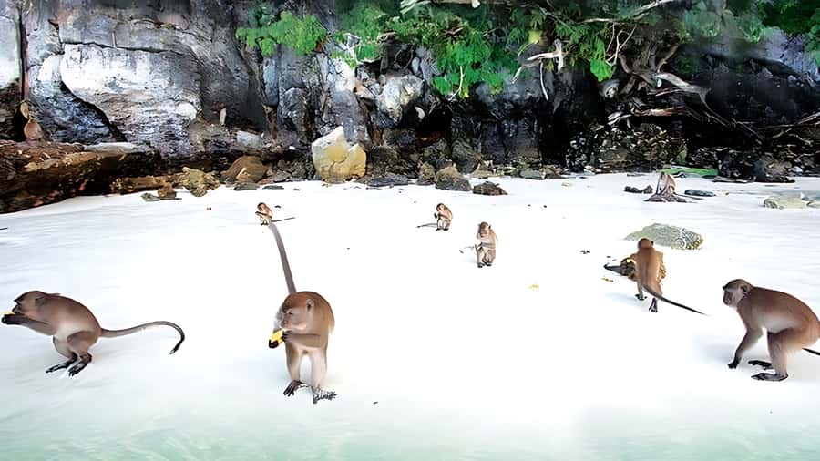 Phuket; Phi Phi, Maya Bay, Bamboo or Khai Island Speedboat - Maya Bay: the iconic shoreline with real-world rules
