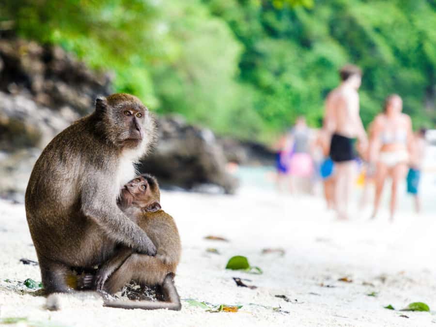 Phuket; Phi Phi, Maya Bay, Bamboo or Khai Island Speedboat - Loh Samah Bay photo stop: the camera-friendly pause
