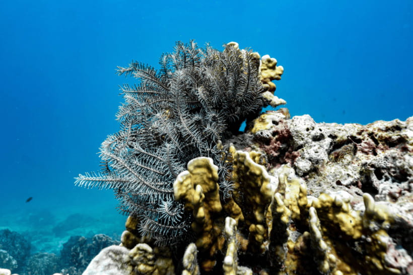 Phuket: Racha and Coral Islands Speedboat Trip with Lunch - Coral Island: Photo Stop, Lunch, and the Beach Reality