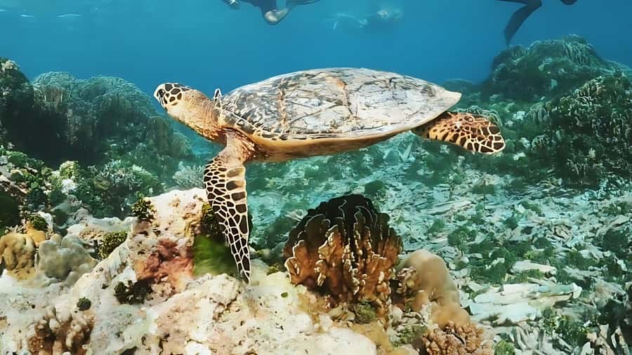Phuket: Similan Island by Speedboat - Ko Miang: Lunch, Walking, Swimming, and the Most Human Pause