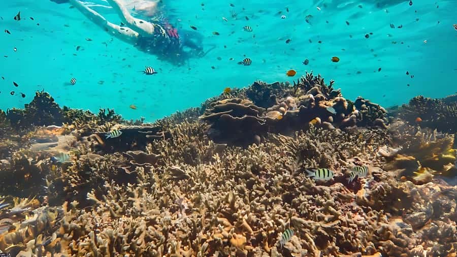 Phuket: Similan Island by Speedboat - What the Snorkeling Really Feels Like Here