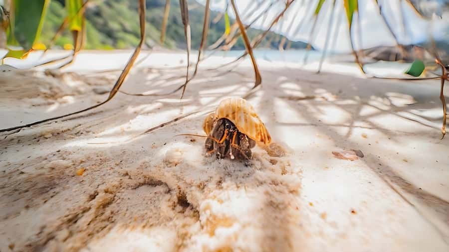 Phuket: Similan Island by Speedboat - Comfort, Timing, and the One Thing to Watch on Speedboats