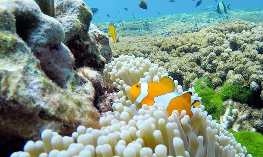 Phuket: Similan Island Full-Day Trip by Speedboat with Meals - Crew, Organization, and the Reality of Crowd Timing
