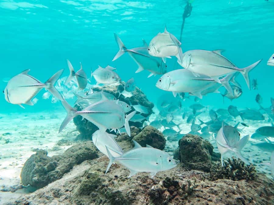 Phuket: Similan Island Full-Day Trip by Speedboat with Meals - How the Phuket-to-Similan Speedboat Runs the Day
