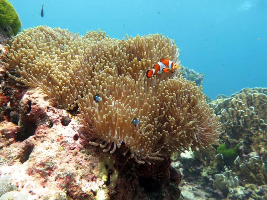 Phuket: Similan Island Full-Day Trip by Speedboat with Meals - Pickup, Pier Check-In, and Your First Meal