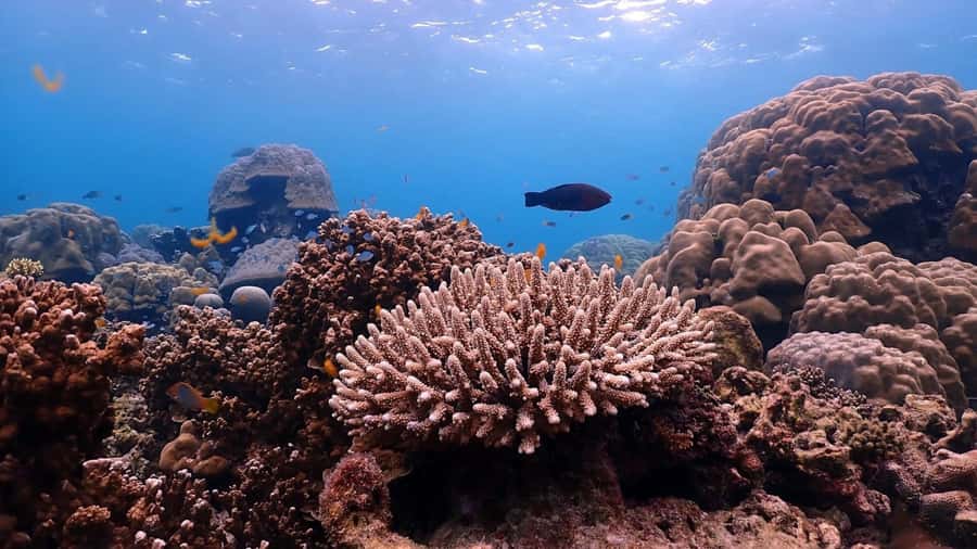 Phuket : Surin Island by Speedboat - More coral time: Bon Bay or Mae Yai Bay