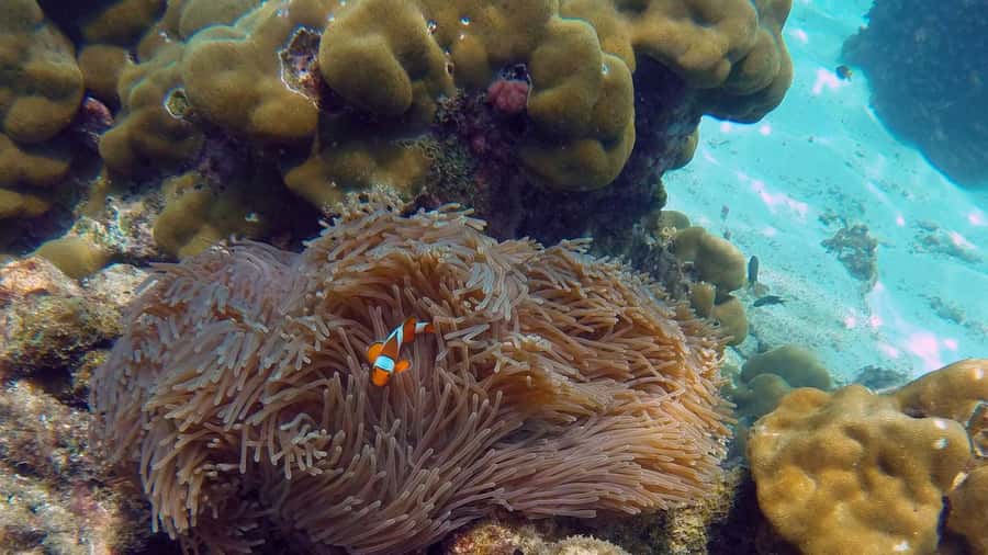 Phuket to Phi Phi Full-Day Luxury Speed Boat Charter - Phi Phi island snorkeling and shark viewing: what to expect (and what not to)